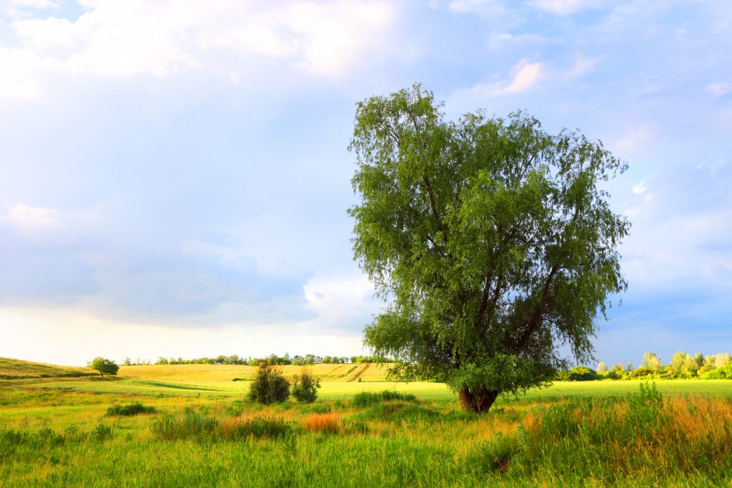 Papa no Dia Mundial da Terra: o mundo natural é o “Evangelho da Criação”